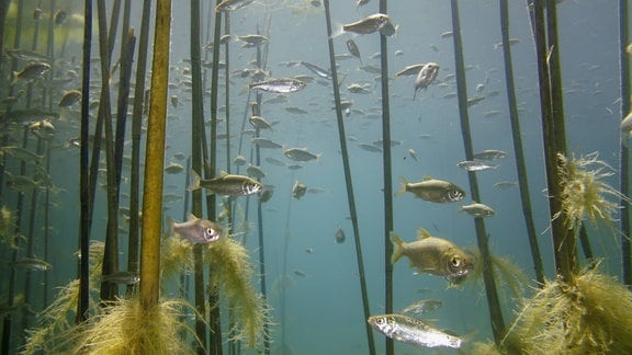 Fische im Ohrid-See