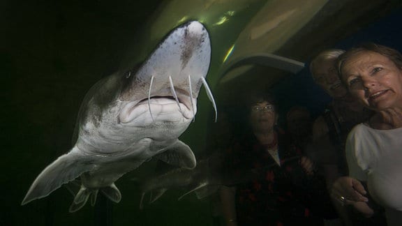 Touristen, die den Europäischen Stör in Gefangenschaft im Aquarium des Ökotourismus-Museumszentrums des Donaudeltas in Tulcea, Donaudelta, Rumänien, betrachten.