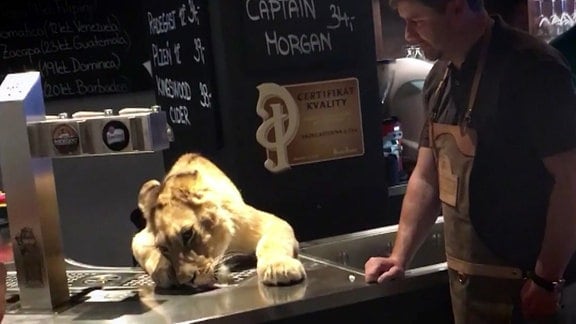Privater Gastronom hält einen Tiger in seiner Kneipe 