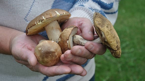 Ein Mann hält Pilze in den Händen.