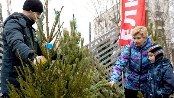 Menschen suchen einen Weihnachtsbaum aus
