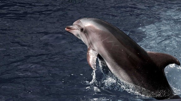 Delfin im Schwarzen Meer