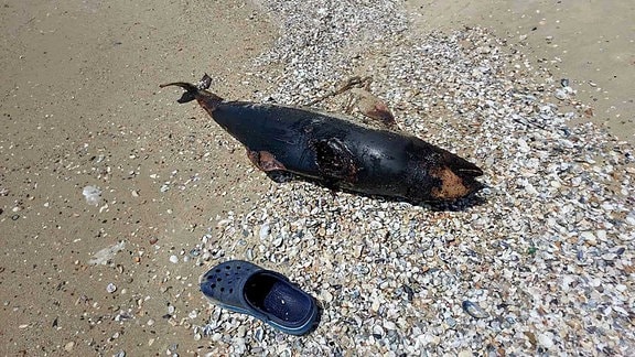 Toter Delfin am Strand des Schwarzen Meeres