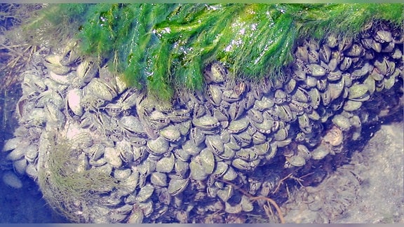 Muschelkolonien auf einem Stein mit Algen