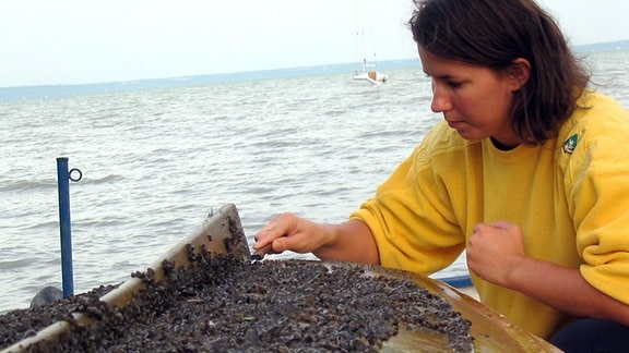 Eine Forscherin sammelt Muscheln von einem Bootsrumpf