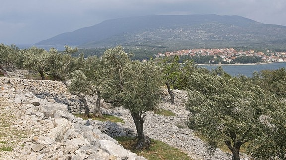 Olivenanbau auf der Insel Cres in Kroatien.
