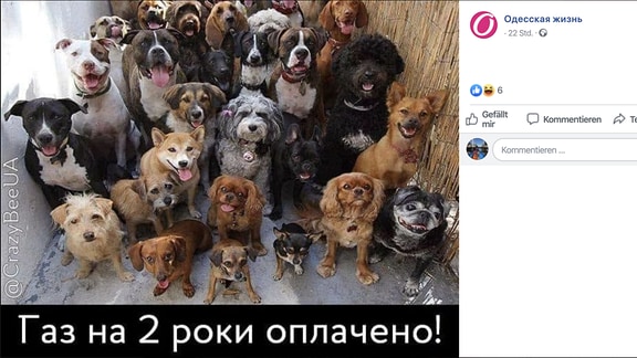 Ukrainisches Mem Hund für Wärme