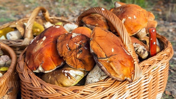 Gesammelte Pilze in Wiedenkorb.