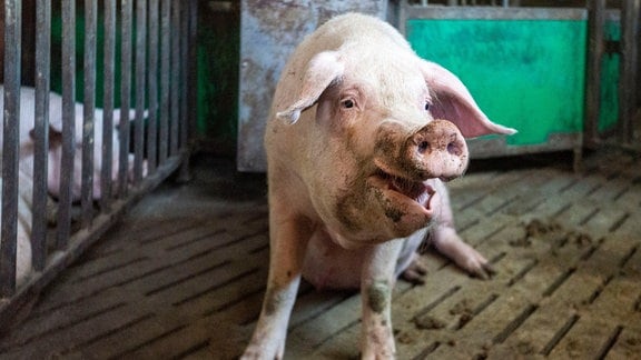 Ein Schwein in einem Stall