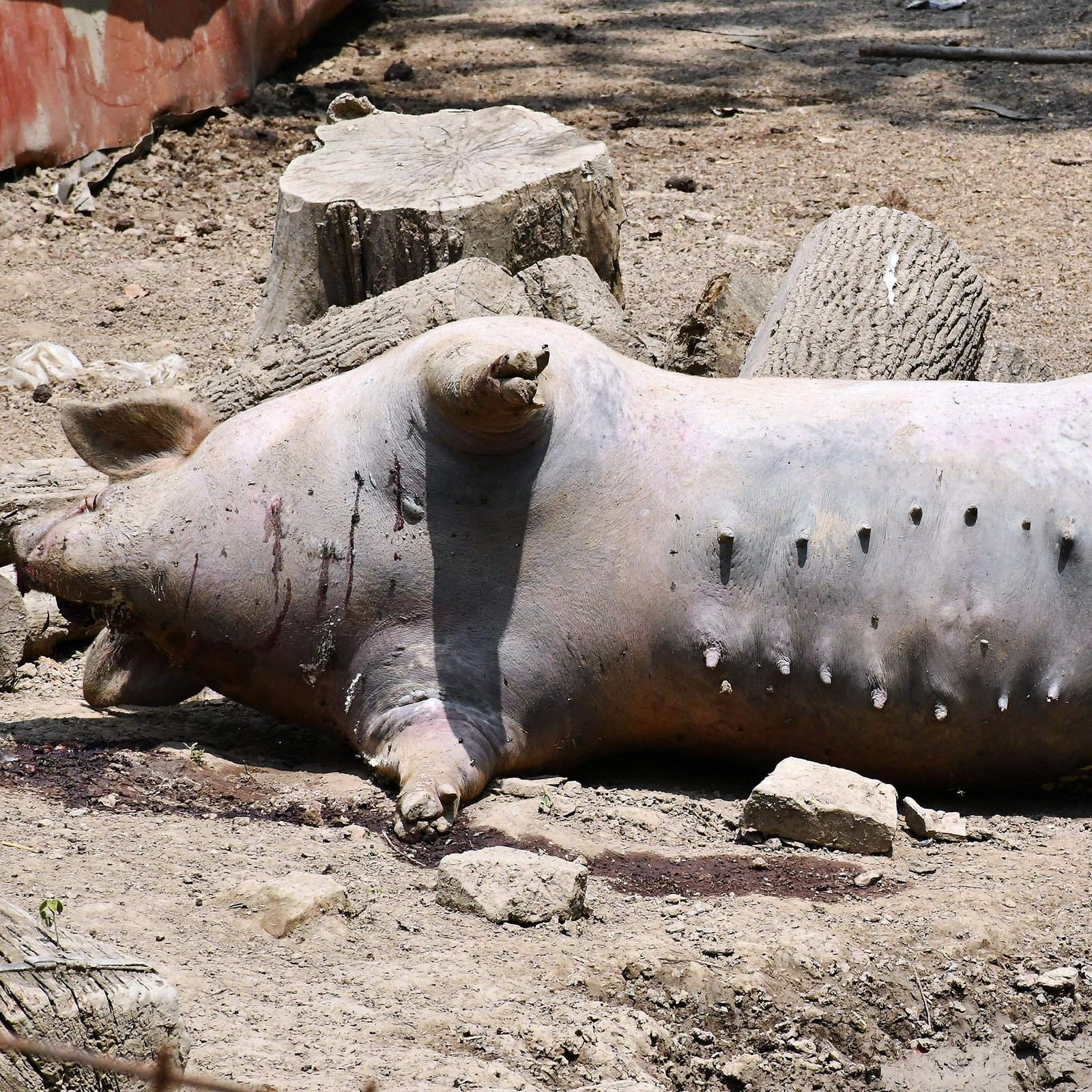 Schweinepest in Kroatien: Tausende Bauern vor dem Ruin