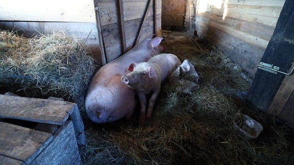 Schweine in einem Stall