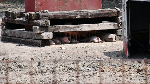 Hausschweine suchen Schutz vor der Sonne unter einem niedrigen Unterstand.