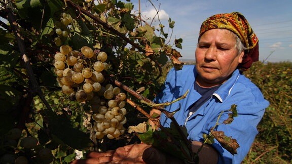 Landwirtschaft in Bulgarien: Erntehelferin Weinernte