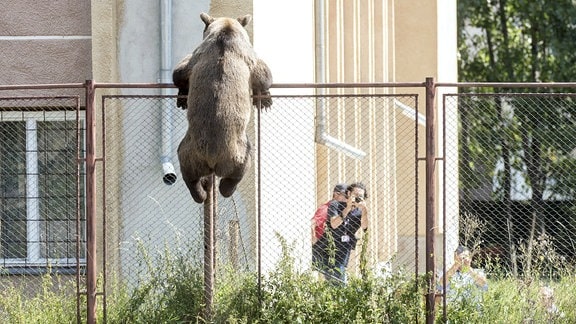 Ein Bär versucht über einen Zaun einer Schule zu klettern. 
