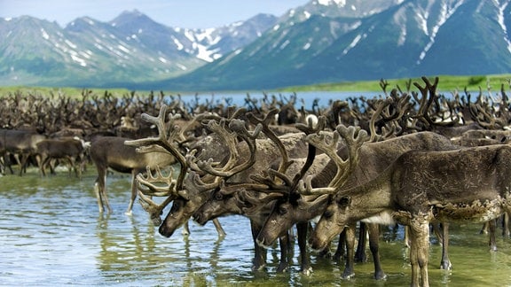 Eine Herde Rentiere am See