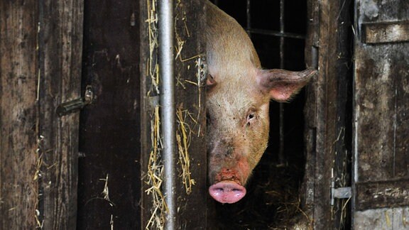 Ein Schwein in einem Stall schaut nach draußen.