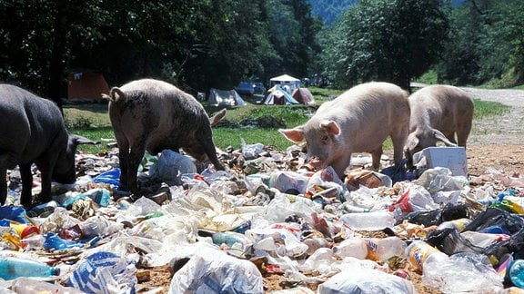Schweine wühlen in Müll auf einer wilden Halde in Siebenbürgen