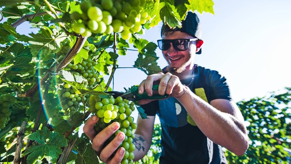 Velmi žádané, ale stále nedostatkové zboží