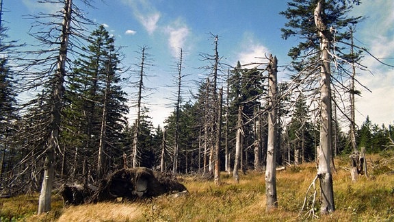 Auf den Kuppen der Krusne-Hory-Berge ist der Fichten-Wald grossflächig abgestorben. 1994
