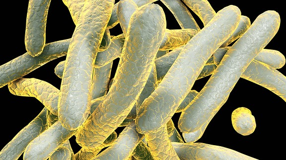 Illustration von Tuberkulose-Bakterien