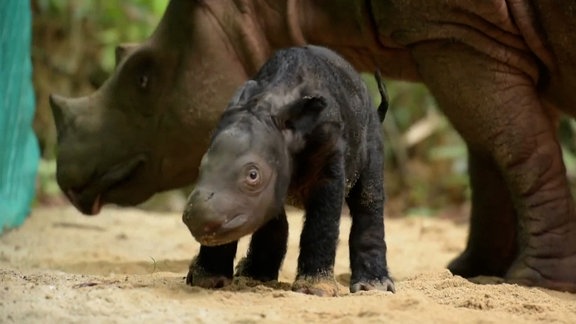 Auf gelblichem Sandboden (fein bis grob) steht das schwarze Sumatra Nashornjungtier und blickt mit gebücktem Kopf in die Kamera. Dahinter das Muttertier in Brau von Kopf bis Vorderbein bis zur Schulter zu sehen. Dahinter grünes Gehölz. 