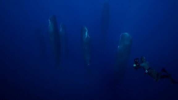 Mehrere Pottwale unter Wasser. Ein Taucher schwimmt daneben mit einer Kamera