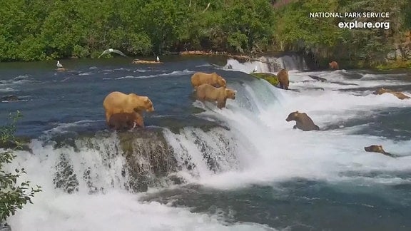 "Fat-Bear"-Wettbewerb in Alaska, Hundertausende wählen den dicksten Bären des Katmai National Park and Preserve