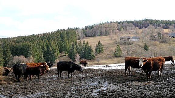 Eine Herde Kühe steht auf einer schlammigen Fläche am Fuße eines kleinen Hügels