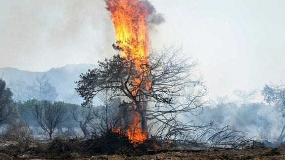 Nahe der Ortschaft Vati im Süden der Insel Rhodos steht ein Baum in Flammen.