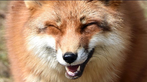 Ein Fuchs mit vermeintlich lächelndem Gesichtsausdruck.