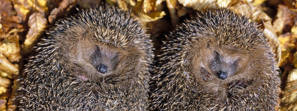 Zu Warmer Winter Igel Wachen Fruher Auf Mdr De