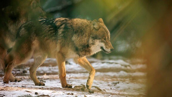 Wolf in freier Wildbahn