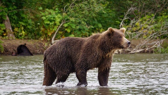 Ein Kamtschatka-Bär im Kurilensee