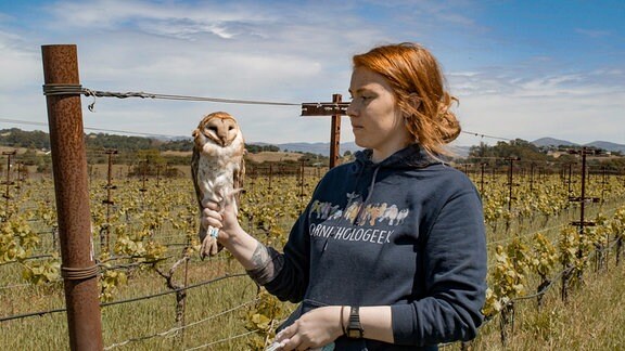 Eine Schleiereule sitzt auf der Hand einer Eulenforscherin in einem Weinanbaugebiet im Napa Valley.
