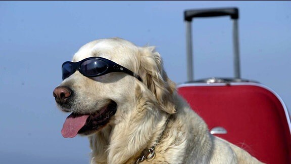 ein Hund mit Sonnenbrille vor einem Koffer