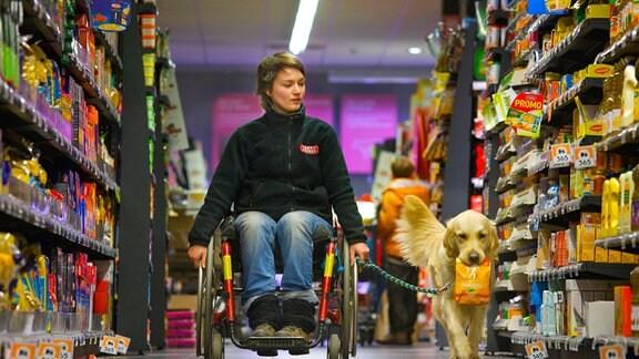 Der Golden Retriever Assistenzhund begleitet eine Rollstuhlfahrerin
