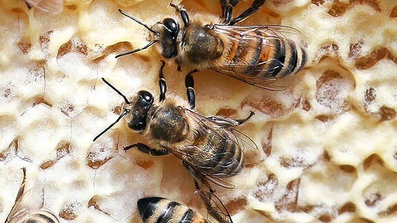 Bienen im Bienenstock 