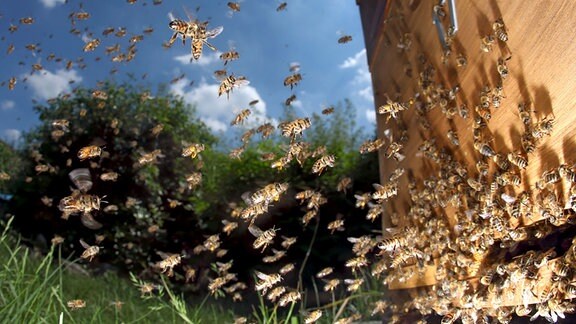Honigbienen im Anflug auf ihren Bienenstock