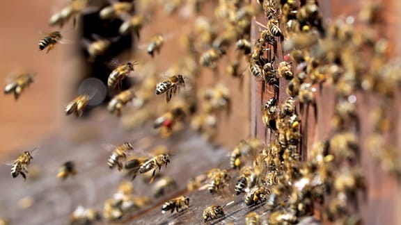 Honigbienen im Anflug auf ihren Bienenstock