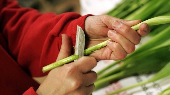 Anschneiden der Tulpen mit einem scharfen Messer.