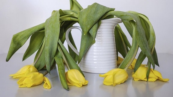 Verwelkte Tulpen hängen in einer Vase.