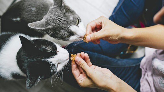 Eine Frau füttert zwei Katzen