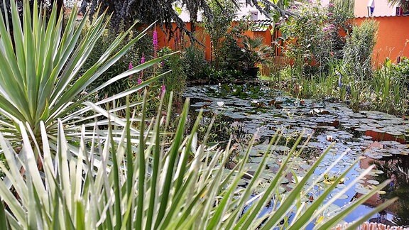 Vickys Gartenparadiese - Palmengarten