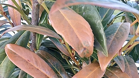 braune Blätter am Kirschlorbeer