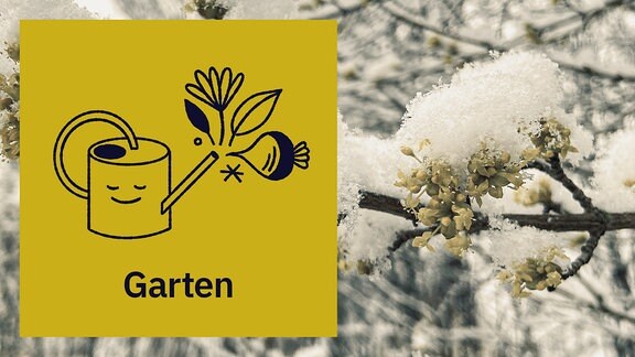 Ein Icon mit der Aufschrift "Garten" und illustrierter Gießkanne dahinter ein Foto mit blühendem Winterjasmin mit Schnee bedeckt.