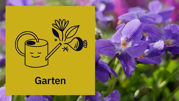 Ein Icon mit der Aufschrift "Garten" und illustrierter Gießkanne dahinter ein Foto mit Veilchen