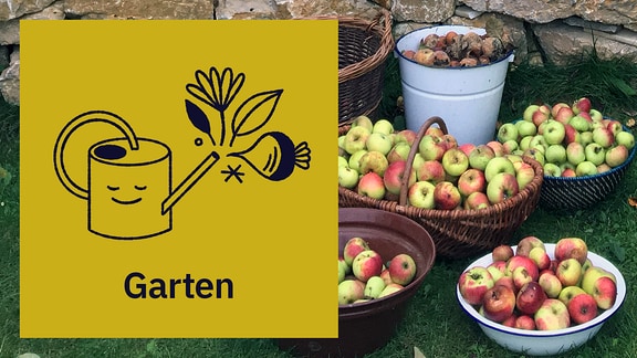 Ein Icon mit der Aufschrift "Garten" und illustrierter Gießkanne dahinter ein Foto mit reifen Äpfeln in Eimern, Kisten und Körben.