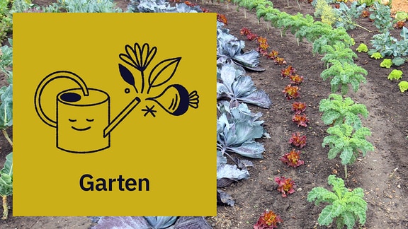 Ein Icon mit der Aufschrift "Garten" und illustrierter Gießkanne dahinter ein Foto mit Salaten und Kohl, in Reihen gepflanzt, leuchten in verschiedenen Farben