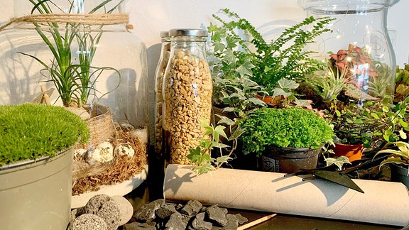 Steine, Gläser und kleine Pflanzen, mit denen ein Flaschengarten angelegt werden kann.