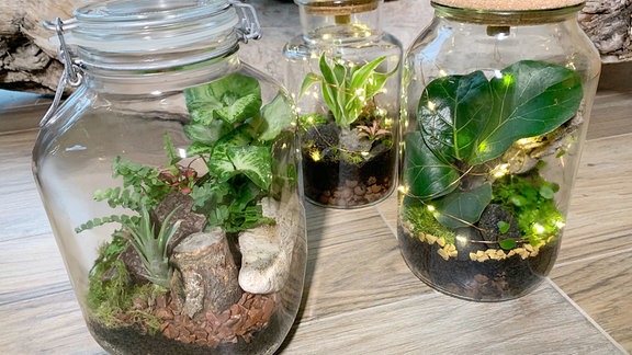 Drei Gläser gefüllt mit kleinen Pflanzen und Lichterketten.